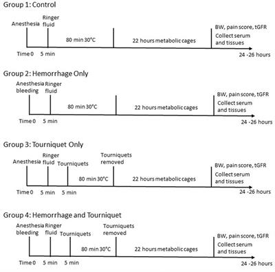 A clinically-relevant mouse model that displays hemorrhage exacerbates tourniquet-induced acute kidney injury